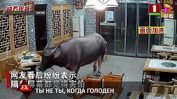 В Китае буйвол напал на хозяина ресторана
