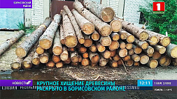 Крупное хищение древесины раскрыто в Борисовском районе