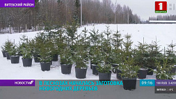 Заготовка елей к Новому году началась в лесхозах Беларуси 