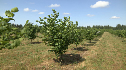 Где в Беларуси будут выращивать сады фундука и грецкого ореха 
