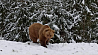 Почему участились встречи людей с медведями, рассказали в Минприроды Беларуси