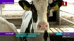 Предприятие "Белинтерген" предлагает модель агробизнеса, где главный инвестор - сама корова