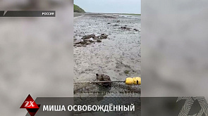 Операцию по спасению маленького медвежонка провели в Камчатском крае