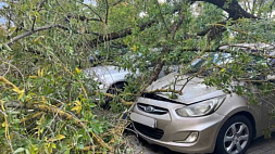 В Минске из-за падения деревьев повреждено шесть авто - МЧС