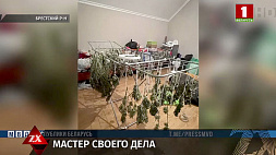 Житель Брестского района организовал лабораторию по изготовлению марихуаны