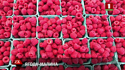 Сладкая контрабанда: на территорию Беларуси пытались ввезти 19 тонн малины