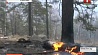 В Бурятии площадь лесных пожаров увеличилась  вдвое