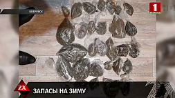 Почти 2 килограмма марихуаны нашла милиция  дома у жителя Бобруйска