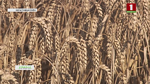 Аграрии Гродно намолотили больше 1 млн. тонн зерна | Новый детский сад открылся в Полоцке | Медовый спас 