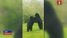 Два огромных черных медведя подрались  во дворе  у жителя Нью-Джерси 