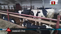 Попытку вывоза в Россию крупного рогатого скота пресекли в Могилевской области