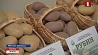 230 тысяч тонн картофеля собрали в Минской области