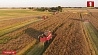 Белорусские аграрии завершили массовую уборочную зерновых