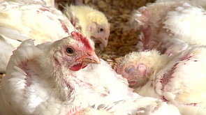Фермеры Франции требуют остановить "вторжение" курятины из Украины