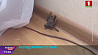 В квартиру столичной многоэтажки залетела летучая мышь 