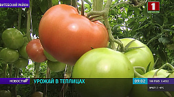 Свыше 60 кг помидоров с квадратного метра за сезон снимут в тепличном хозяйстве "Рудаково"