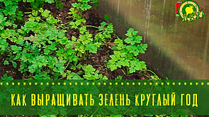 Как выращивать зелень круглый год - в программе "Дача"