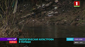 В польскую реку Одра попал ядовитый растворитель, из-за чего уже погибло 8 т рыбы 