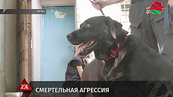 В Гомельской области собака загрызла свою хозяйку, эксперты выясняют причину агрессии 