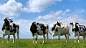 В Беларуси выберут лучшую корову
