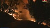 В Испании и Португалии растет число жертв лесных пожаров