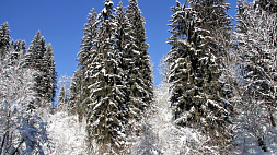 Народные приметы на 12 декабря: что означает много снега в этот день