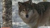 Стая волков держит в страхе  деревню в Кобринском районе