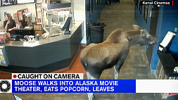 На Аляске лось зашел в кинотеатр и съел весь попкорн