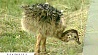 В семье африканских страусов пополнение
