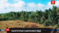 В Брестском регионе уничтожено почти 3,5 тонны конопли