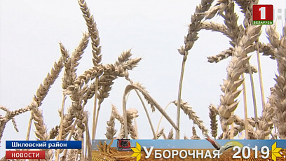 В Могилевской области по темпам уборки лидируют кировские хлеборобы
