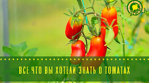 Все, что вы хотели знать о выращивании томатов - в программе "Дача"