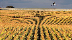 Урожай 2023: на финише уборочной  большинство хозяйств Беларуси, на юге страны приступил к уборке кукурузы.