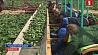 В Беларуси к уборке нового урожая приступили овощные хозяйства