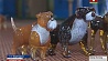 Более 25 пород сувенирных собак к Новому году сделали мастера-стеклодувы из Березовки