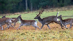 Когда в Беларуси откроется сезон охоты на лося, лань и оленя