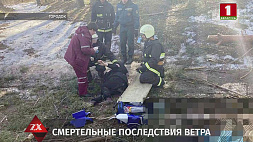 ЧП в Витебском регионе: дерево упало рядом с двумя женщинами, одна из них погибла