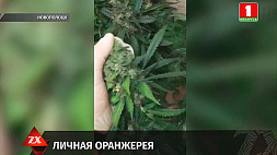 39-летний житель Новополоцка выращивал у себя дома марихуану
