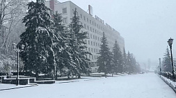 Деревья прижало к земле, на дороге слабая видимость - Гродненскую область засыпало снегом