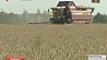 Уборка зерновых в Минской области приближается к финишу