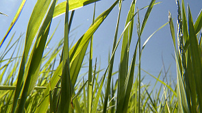 В Могилевской области скошено более 7 тыс. га травяных кормов