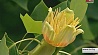 Тюльпановое дерево зацвело в столичном ботаническом саду