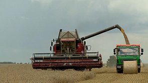 В Беларуси намолотили более 4,7 млн тонн зерна с учетом рапса