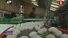 Токсичные куриные яйца обнаружены в Бельгии
