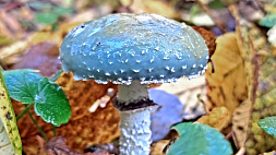 В Беловежской пуще нашли синий гриб.  Что это за чудо и можно ли его есть? 
