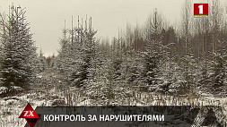 За незаконную вырубку елок и сосен штраф до 870 рублей