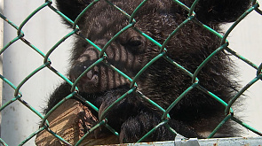 В Гродненском зоопарке поселилась пара гималайских медвежат