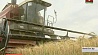 Минская область в этом году планирует получить не менее двух миллионов тонн зерна