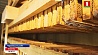Лесхозы Минской области собрали рекордное количество меда