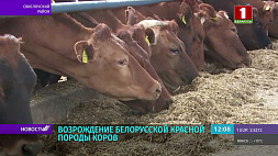 Возрождение белорусской красной породы коров в хозяйстве "Новый Двор - Агро"  Свислочского района